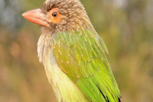 Veliki zeleni barbar - djetlić s bradom